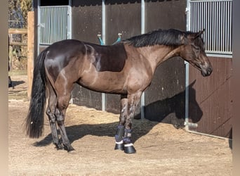 Oldenbourg, Jument, 4 Ans, 162 cm, Noir