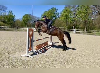 Oldenbourg, Jument, 4 Ans, 163 cm, Bai brun