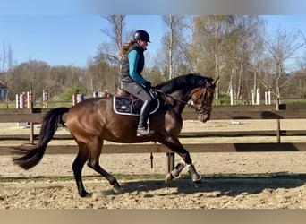 Oldenbourg, Jument, 4 Ans, 163 cm, Bai brun