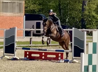 Oldenbourg, Jument, 4 Ans, 163 cm, Bai brun
