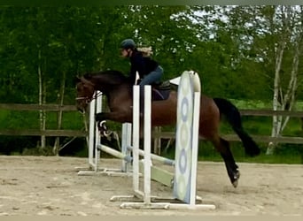 Oldenbourg, Jument, 4 Ans, 163 cm, Bai brun
