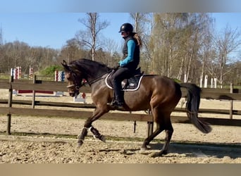 Oldenbourg, Jument, 4 Ans, 163 cm, Bai brun