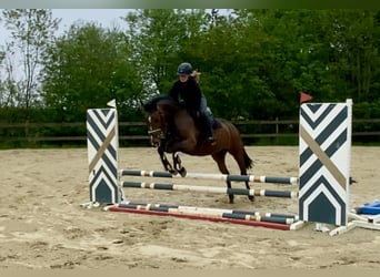 Oldenbourg, Jument, 4 Ans, 163 cm, Bai brun