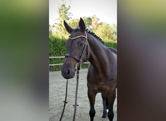 Oldenbourg, Jument, 4 Ans, 163 cm, Bai brun