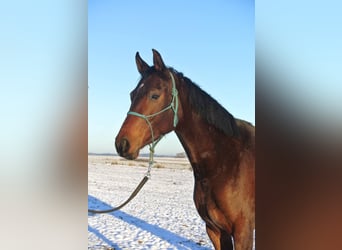 Oldenbourg, Jument, 4 Ans, 163 cm, Bai