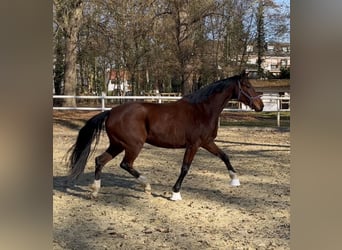 Oldenbourg, Jument, 4 Ans, 163 cm, Bai