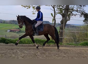 Oldenbourg, Jument, 4 Ans, 163 cm, Bai