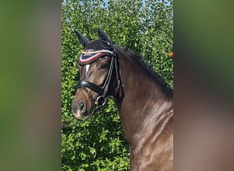 Oldenbourg, Jument, 4 Ans, 163 cm, Bai