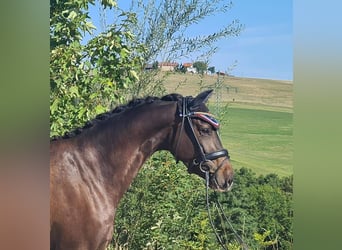 Oldenbourg, Jument, 4 Ans, 163 cm, Bai