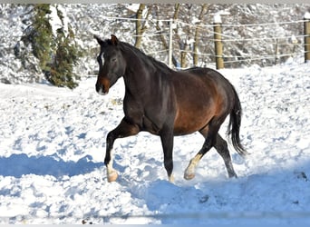 Oldenbourg, Jument, 4 Ans, 163 cm, Bai