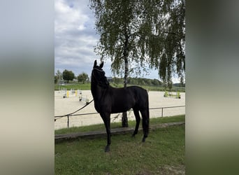 Oldenbourg, Jument, 4 Ans, 163 cm, Noir
