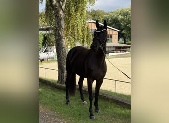 Oldenbourg, Jument, 4 Ans, 163 cm, Noir