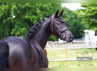 Oldenbourg, Jument, 4 Ans, 163 cm, Noir