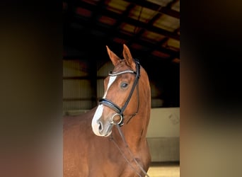 Oldenbourg, Jument, 4 Ans, 164 cm, Alezan