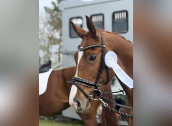 Oldenbourg, Jument, 4 Ans, 164 cm, Alezan