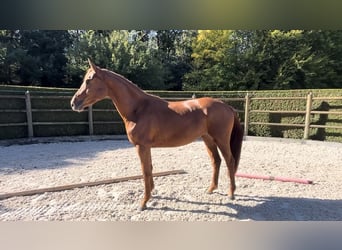 Oldenbourg, Jument, 4 Ans, 164 cm, Alezan cuivré