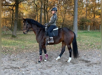 Oldenbourg, Jument, 4 Ans, 164 cm, Bai brun