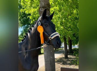 Oldenbourg, Jument, 4 Ans, 164 cm, Bai brun foncé
