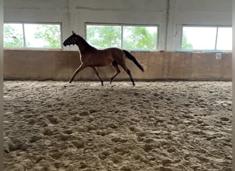 Oldenbourg, Jument, 4 Ans, 164 cm, Bai