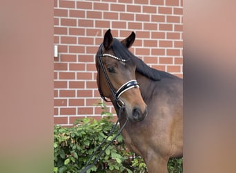Oldenbourg, Jument, 4 Ans, 164 cm, Bai
