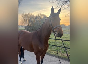 Oldenbourg, Jument, 4 Ans, 164 cm, Bai