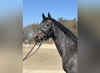 Oldenbourg, Jument, 4 Ans, 164 cm, Gris pommelé