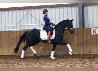 Oldenbourg, Jument, 4 Ans, 164 cm, Noir