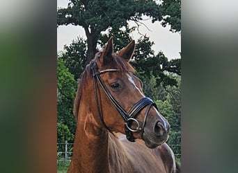 Oldenbourg, Jument, 4 Ans, 165 cm, Alezan