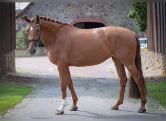 Oldenbourg, Jument, 4 Ans, 165 cm, Alezan