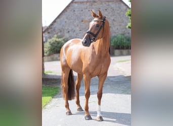 Oldenbourg, Jument, 4 Ans, 165 cm, Alezan