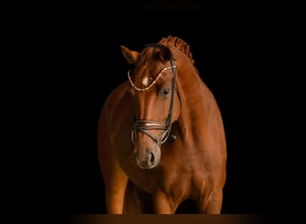 Oldenbourg, Jument, 4 Ans, 165 cm, Alezan