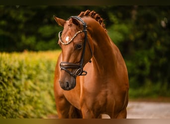 Oldenbourg, Jument, 4 Ans, 165 cm, Alezan