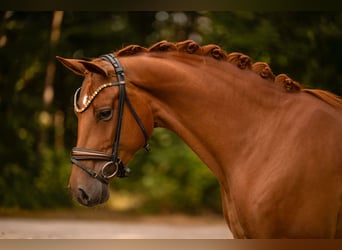 Oldenbourg, Jument, 4 Ans, 165 cm, Alezan