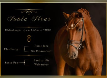 Oldenbourg, Jument, 4 Ans, 165 cm, Alezan