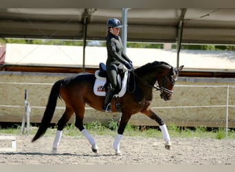 Oldenbourg, Jument, 4 Ans, 165 cm, Bai brun