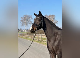 Oldenbourg, Jument, 4 Ans, 165 cm, Bai brun