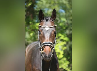 Oldenbourg, Jument, 4 Ans, 165 cm, Bai brun