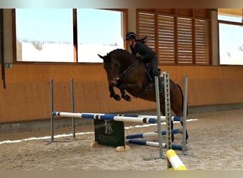 Oldenbourg, Jument, 4 Ans, 165 cm, Bai brun