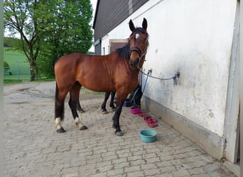 Oldenbourg, Jument, 4 Ans, 165 cm, Bai brun foncé