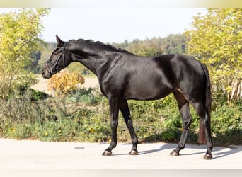 Oldenbourg, Jument, 4 Ans, 165 cm, Bai brun foncé