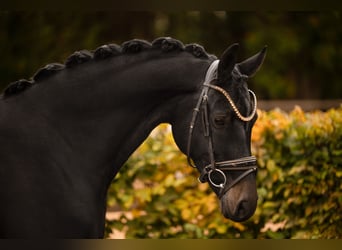 Oldenbourg, Jument, 4 Ans, 165 cm, Bai brun foncé