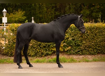 Oldenbourg, Jument, 4 Ans, 165 cm, Bai brun foncé