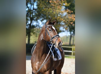 Oldenbourg, Jument, 4 Ans, 165 cm, Bai