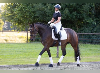 Oldenbourg, Jument, 4 Ans, 165 cm, Bai
