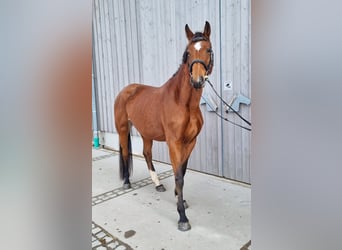 Oldenbourg, Jument, 4 Ans, 165 cm, Bai