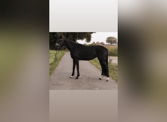 Oldenbourg, Jument, 4 Ans, 165 cm, Noir