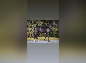 Oldenbourg, Jument, 4 Ans, 165 cm, Noir