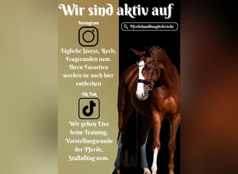 Oldenbourg, Jument, 4 Ans, 166 cm, Alezan brûlé Oldenbourg, Jument, 4 Ans, 166 cm, Alezan brûlé