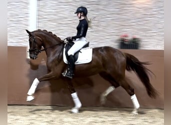 Oldenbourg, Jument, 4 Ans, 166 cm, Alezan