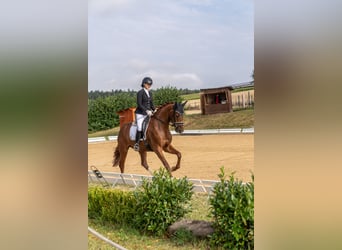 Oldenbourg, Jument, 4 Ans, 166 cm, Alezan